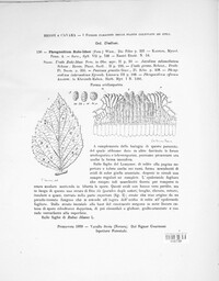 Phragmidium rubi-idaei image